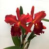Blc. Miriam Suzuki Vivacious2....